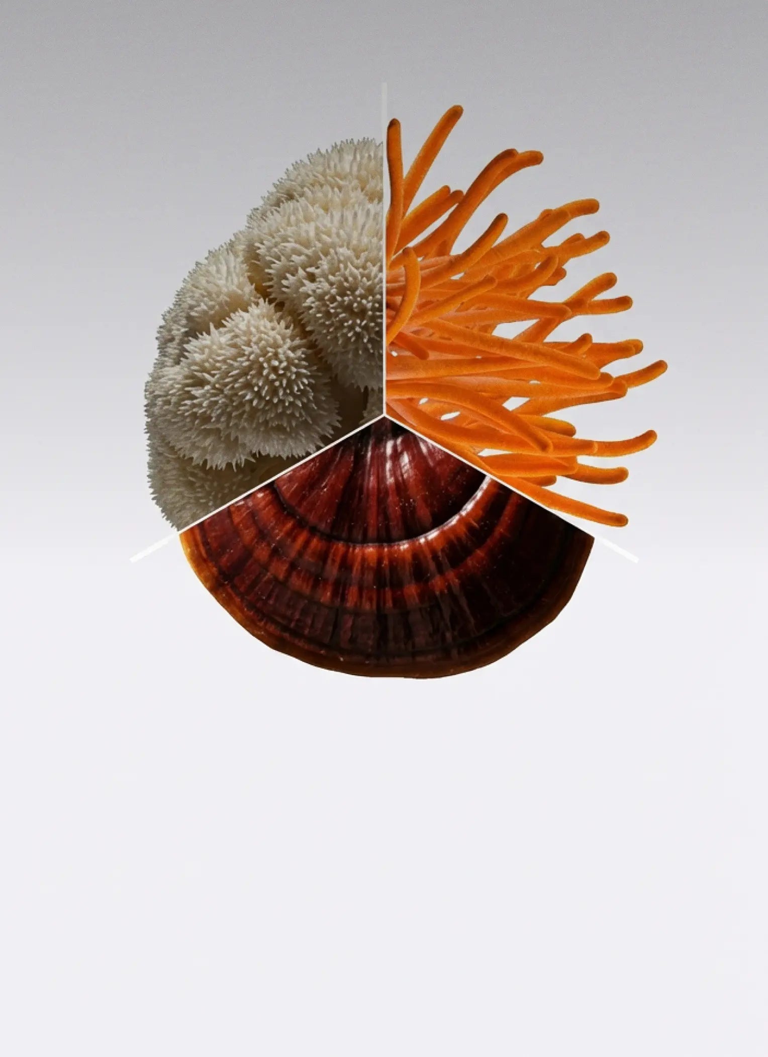 Cogumelos funcionais para sua rotina